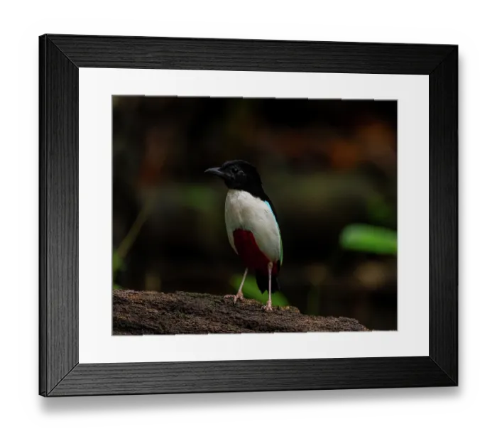 Framed Print : Ivory-brested pitta (Pitta maxima) portrait, Halmahera, Maluku Islands, Indonesia Framed Print : Ivory-brested pitta (Pitta maxima) portrait, Halmahera, Maluku Islands, Indonesia