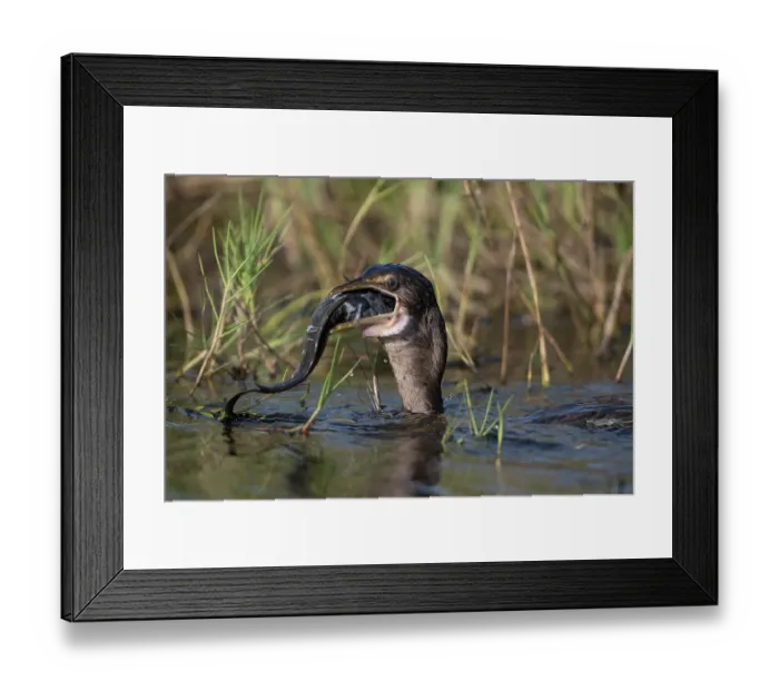 Framed Print : Long-tailed cormorant (Phalacrocorax africanus) in water swallowing catfish prey, Allahein river, The Gambia Framed Print : Long-tailed cormorant (Phalacrocorax africanus) in water swallowing catfish prey, Allahein river, The Gambia