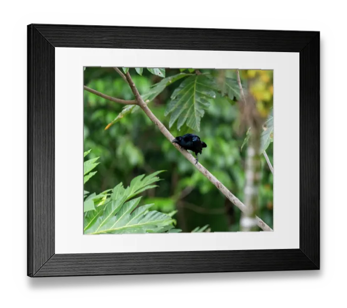 Framed Print : Curle-crested manucode (Manucodia comrii) male, perched on branch, Normanby Island, Papua New Guinea Framed Print : Curle-crested manucode (Manucodia comrii) male, perched on branch, Normanby Island, Papua New Guinea