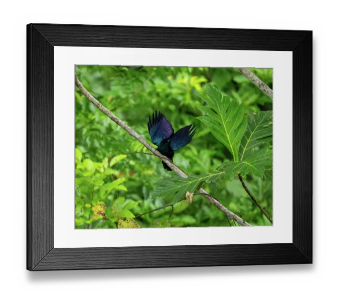 Framed Print : Curle-crested manucode (Manucodia comrii) male, perched on branch, displaying, Normanby Island, Papua New Guinea Framed Print : Curle-crested manucode (Manucodia comrii) male, perched on branch, displaying, Normanby Island, Papua New Guinea