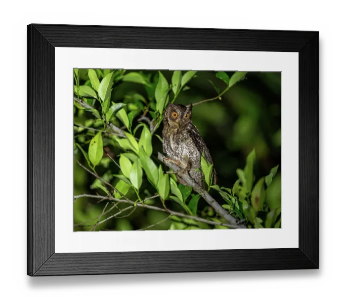 Framed Print : Moluccan scops owl (Otus magicus) perched on branch at night, Maluku Islands, Indonesia Framed Print : Moluccan scops owl (Otus magicus) perched on branch at night, Maluku Islands, Indonesia