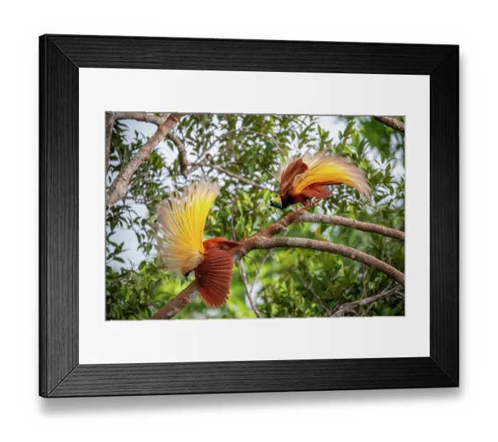 Framed Print : Two Greater bird of paradise (Paradisaea apoda) males displaying, Aru Island, Indonesia Framed Print : Two Greater bird of paradise (Paradisaea apoda) males displaying, Aru Island, Indonesia