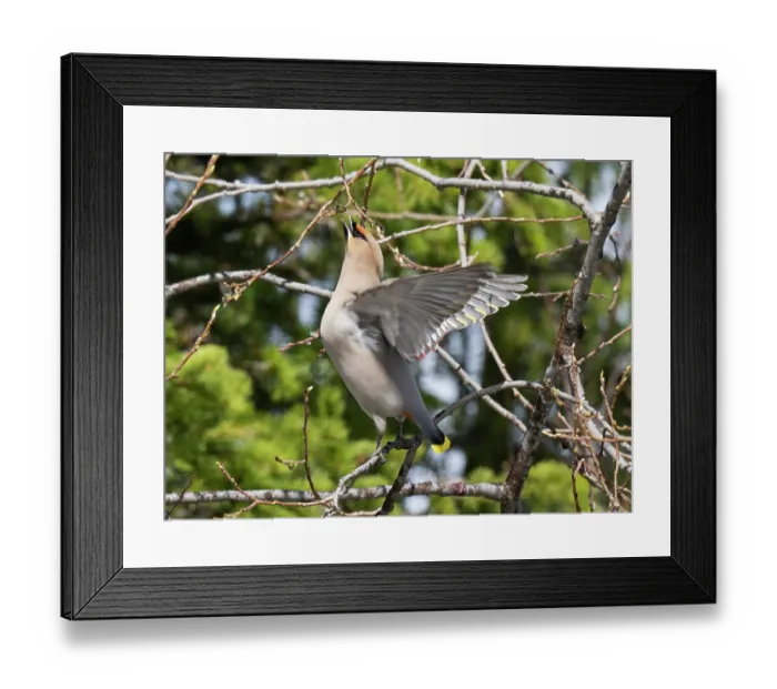 Framed Print : Bohemian waxwing (Bombycilla garrulus) perched in tree feeding on willow buds, Pokka, Lapland, Finland. May Framed Print : Bohemian waxwing (Bombycilla garrulus) perched in tree feeding on willow buds, Pokka, Lapland, Finland. May