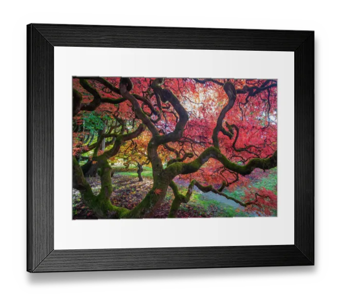 Framed Print : Japanese maple (Acer palmatum) tree backlit in late autumn light, Ramster gardens, Surrey, England, UK. October Framed Print : Japanese maple (Acer palmatum) tree backlit in late autumn light, Ramster gardens, Surrey, England, UK. October
