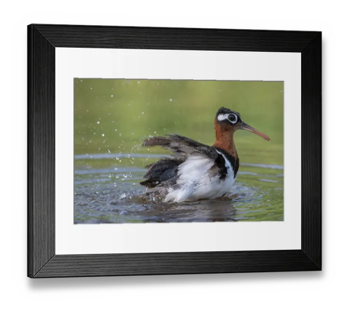 Framed Print : Greater painted-snipe (Rostratula benghalensis) female, bathing in river, Allahein river, The Gambia Framed Print : Greater painted-snipe (Rostratula benghalensis) female, bathing in river, Allahein river, The Gambia