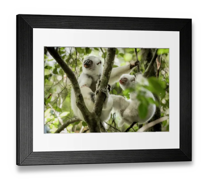 Framed Print : Two Silky sifakas (Propithecus candidus) sitting in a tree, Marojejy National Park, Madagascar. Critically endangered Framed Print : Two Silky sifakas (Propithecus candidus) sitting in a tree, Marojejy National Park, Madagascar. Critically endangered