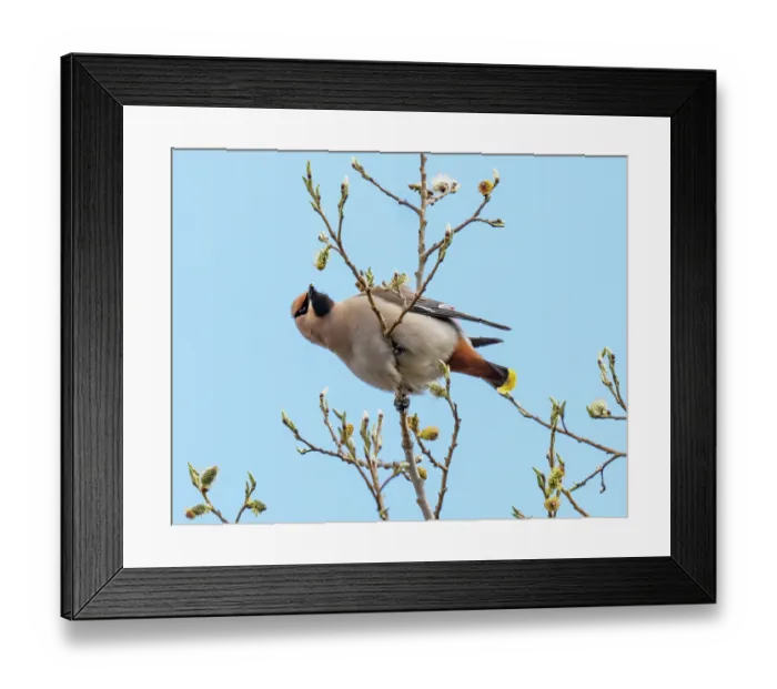 Framed Print : Bohemian waxwing (Bombycilla garrulus) perched in tree feeding on willow buds, Pokka, Lapland, Finland. May Framed Print : Bohemian waxwing (Bombycilla garrulus) perched in tree feeding on willow buds, Pokka, Lapland, Finland. May
