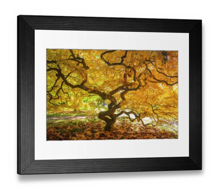 Framed Print : Japanese maple (Acer palmatum) tree backlit in late autumn light, Ramster gardens, Surrey, England, UK. October Framed Print : Japanese maple (Acer palmatum) tree backlit in late autumn light, Ramster gardens, Surrey, England, UK. October
