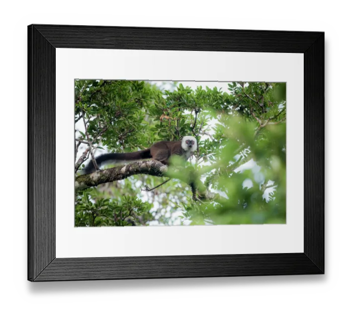 Framed Print : White-fronted brown lemur (Eulemur albifrons) male, sitting in tree, Masoala National Park, Madagascar Framed Print : White-fronted brown lemur (Eulemur albifrons) male, sitting in tree, Masoala National Park, Madagascar