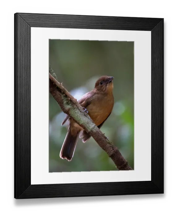 Framed Print : Vogelkop bowerbird (Amblyornis inornata) male perched on branch, West Papua, Indonesia Framed Print : Vogelkop bowerbird (Amblyornis inornata) male perched on branch, West Papua, Indonesia