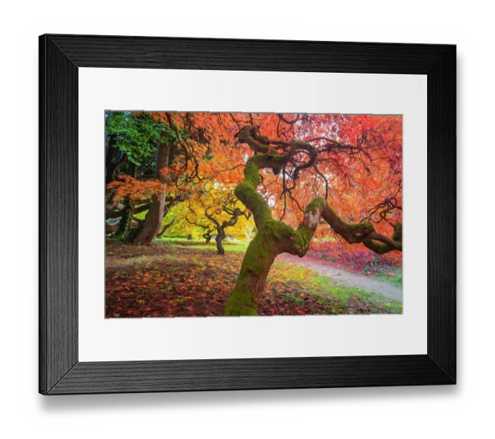 Framed Print : Japanese maple (Acer palmatum) tree backlit in late autumn light, Ramster gardens, Surrey, England, UK. October Framed Print : Japanese maple (Acer palmatum) tree backlit in late autumn light, Ramster gardens, Surrey, England, UK. October