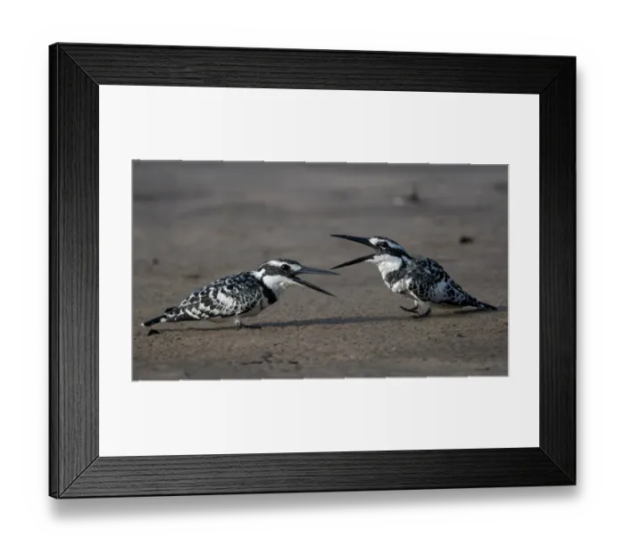 Framed Print : Two Pied kingfishers (Ceryle rudis) squabbling, dispute between adult and sub-adult male, Allahein river, The Gambia Framed Print : Two Pied kingfishers (Ceryle rudis) squabbling, dispute between adult and sub-adult male, Allahein river, The Gambia