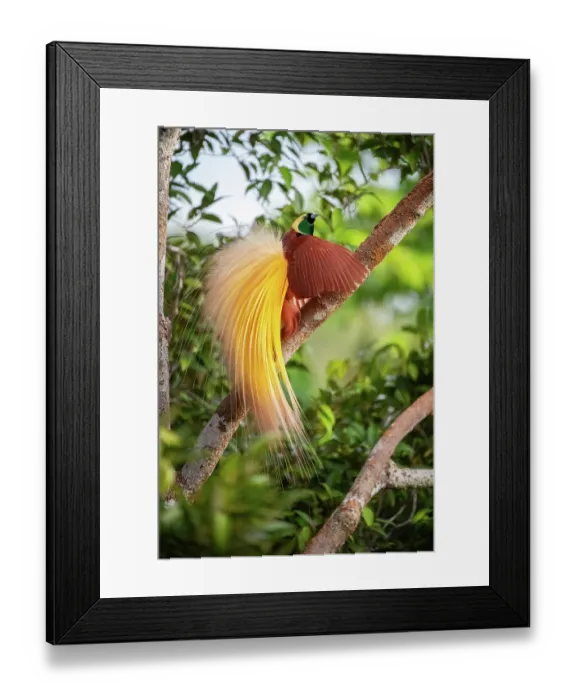 Framed Print : Greater bird of paradise (Paradisaea apoda) male displaying, Aru Island, Indonesia Framed Print : Greater bird of paradise (Paradisaea apoda) male displaying, Aru Island, Indonesia