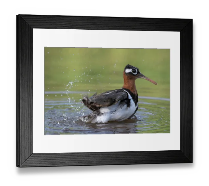 Framed Print : Greater painted-snipe (Rostratula benghalensis) female, bathing in river, Allahein river, The Gambia Framed Print : Greater painted-snipe (Rostratula benghalensis) female, bathing in river, Allahein river, The Gambia