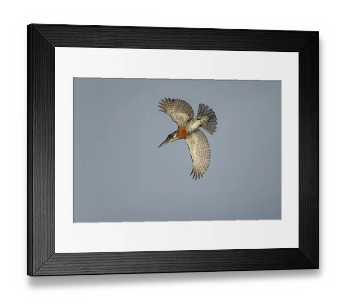 Framed Print : RF - Giant kingfisher (Megaceryle maxima) male, swooping down from perch, Allahein river, The Gambia. (This image may be licensed either as rights managed or royalty free.) Framed Print : RF - Giant kingfisher (Megaceryle maxima) male, swooping down from perch, Allahein river, The Gambia. (This image may be licensed either as rights managed or royalty free.)