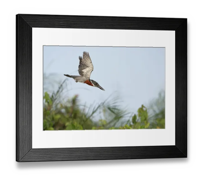 Framed Print : Giant kingfisher (Megaceryle maxima) male, in flight, Allahein river, The Gambia Framed Print : Giant kingfisher (Megaceryle maxima) male, in flight, Allahein river, The Gambia