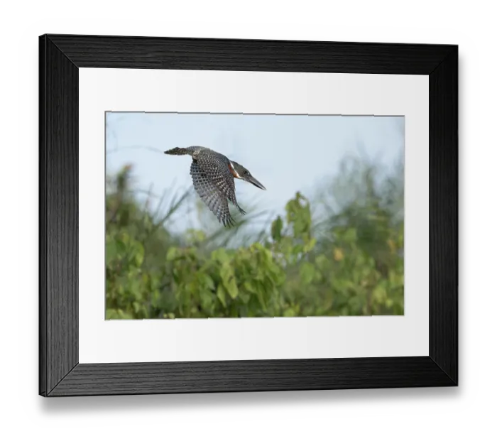 Framed Print : Giant kingfisher (Megaceryle maxima) male, in flight, Allahein river, The Gambia Framed Print : Giant kingfisher (Megaceryle maxima) male, in flight, Allahein river, The Gambia