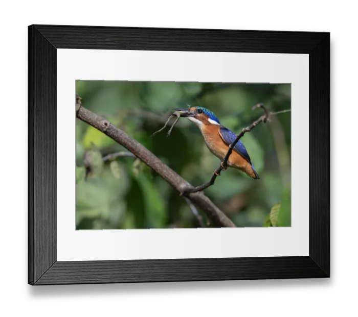 Framed Print : RF - Malachite kingfisher (Alcedo cristata) juvenile, perched on branch with frog prey in beak, Allahein river, The Gambia Framed Print : RF - Malachite kingfisher (Alcedo cristata) juvenile, perched on branch with frog prey in beak, Allahein river, The Gambia