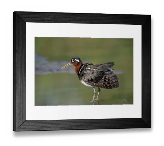 Framed Print : Greater painted-snipe (Rostratula benghalensis) female, standing in shallow water with wing slightly open after preening, Allahein river, The Gambia Framed Print : Greater painted-snipe (Rostratula benghalensis) female, standing in shallow water with wing slightly open after preening, Allahein river, The Gambia