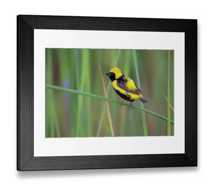 Framed Print : Yellow-crowned bishop (Euplectes afer) male, perched among reeds, Allahein river, The Gambia