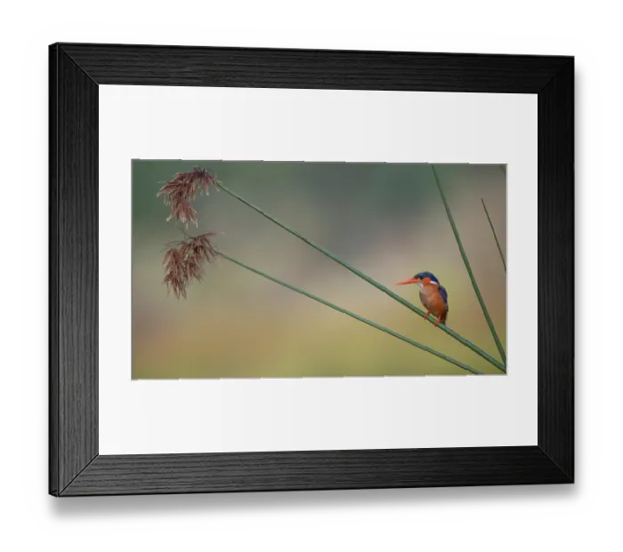 Framed Print : Malachite kingfisher (Alcedo cristata) perched on reeds, Allahein river, The Gambia Framed Print : Malachite kingfisher (Alcedo cristata) perched on reeds, Allahein river, The Gambia