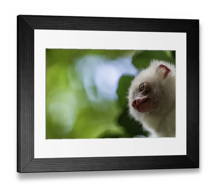 Framed Print : Silky sifaka (Propithecus candidus) head portrait, Marojejy National Park, Madagascar. Critically endangered