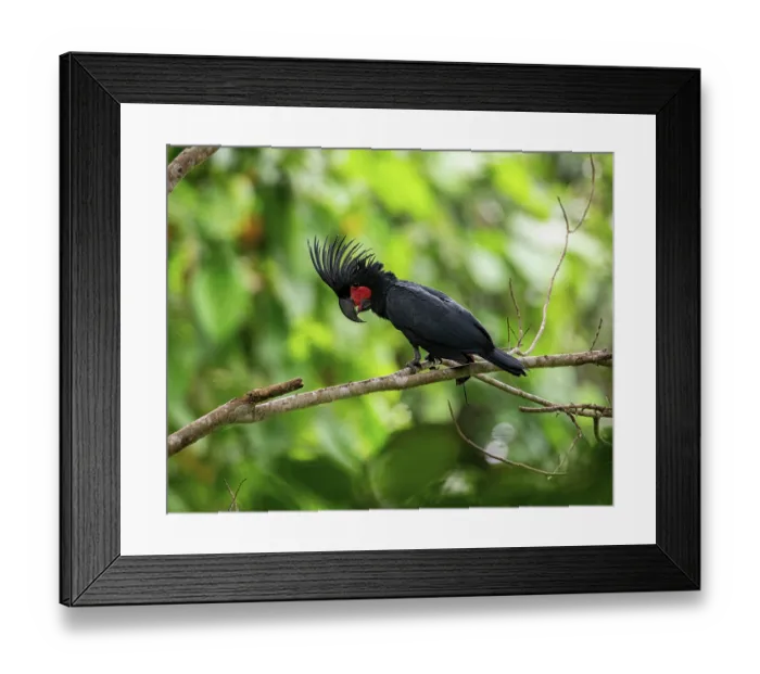 Framed Print : Palm cockatoo (Probosciger aterrimus) perched on branch, Waigeo, West Papua