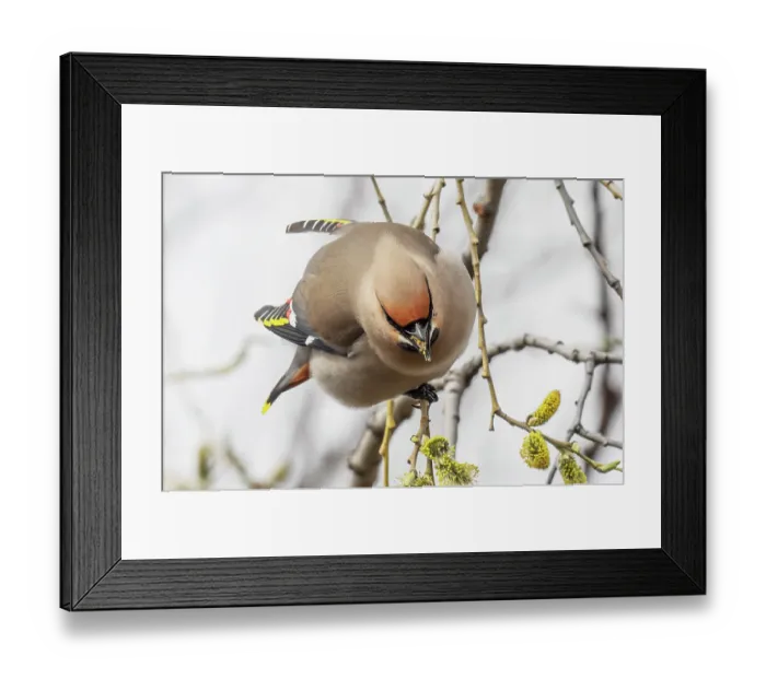 Framed Print : Bohemian waxwing (Bombycilla garrulus) perched in tree feeding on willow buds, Pokka, Lapland, Finland. May Framed Print : Bohemian waxwing (Bombycilla garrulus) perched in tree feeding on willow buds, Pokka, Lapland, Finland. May