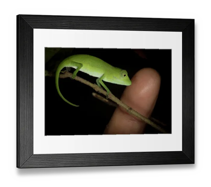 Framed Print : Marojejy chameleon (Calumma marojezense) resting on branch at night with human finger for size comparison, Marojejy National Park, Madagascar Framed Print : Marojejy chameleon (Calumma marojezense) resting on branch at night with human finger for size comparison, Marojejy National Park, Madagascar