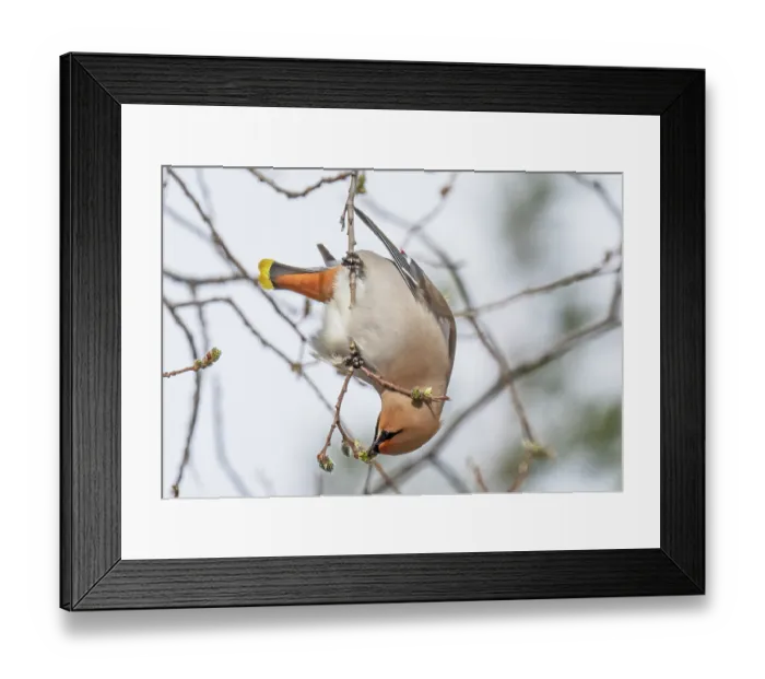 Framed Print : Bohemian waxwing (Bombycilla garrulus) looking down from a branch and feeding on willow buds, Pokka, Lapland, Finland. May Framed Print : Bohemian waxwing (Bombycilla garrulus) looking down from a branch and feeding on willow buds, Pokka, Lapland, Finland. May