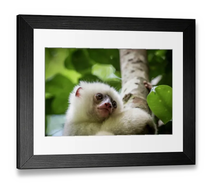 Framed Print : Silky sifaka (Propithecus candidus) portrait, Marojejy National Park, Madagascar. Critically endangered Framed Print : Silky sifaka (Propithecus candidus) portrait, Marojejy National Park, Madagascar. Critically endangered