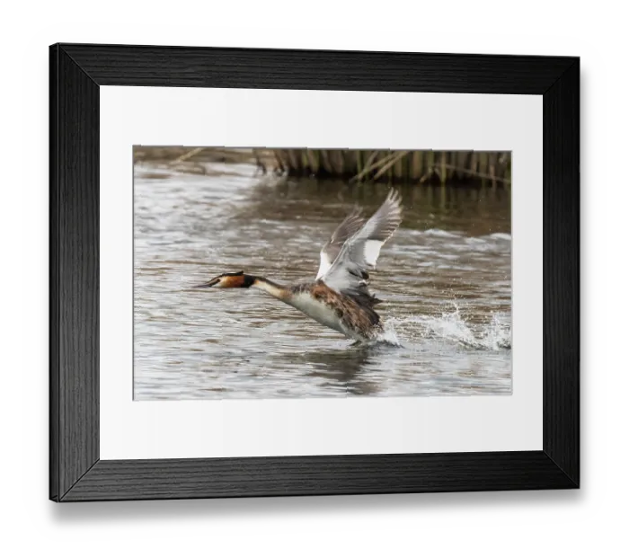 Framed Print : RF - Great crested grebe (Podiceps cristatus) running and taking off from the water, Cherine Nature Reserve, La Brenne, France. April Framed Print : RF - Great crested grebe (Podiceps cristatus) running and taking off from the water, Cherine Nature Reserve, La Brenne, France. April