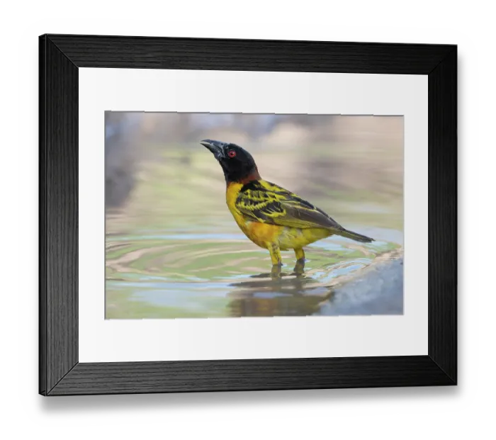 Framed Print : Village weaver (Ploceus cucullatus) male, standing in shallow water, Allahein river, The Gambia
