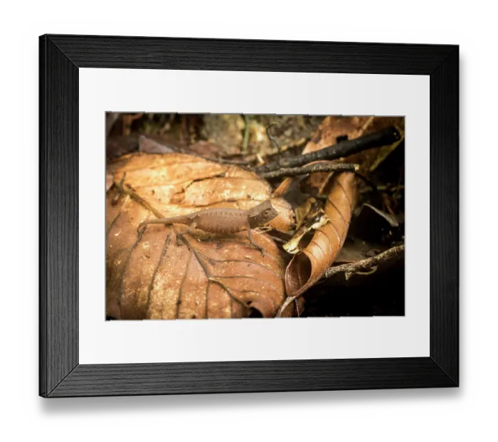 Framed Print : Marojejy leaf chameleon (Brookesia griveaudi) camouflaged among dried leaves, Marojejy National Park, Madagascar Framed Print : Marojejy leaf chameleon (Brookesia griveaudi) camouflaged among dried leaves, Marojejy National Park, Madagascar