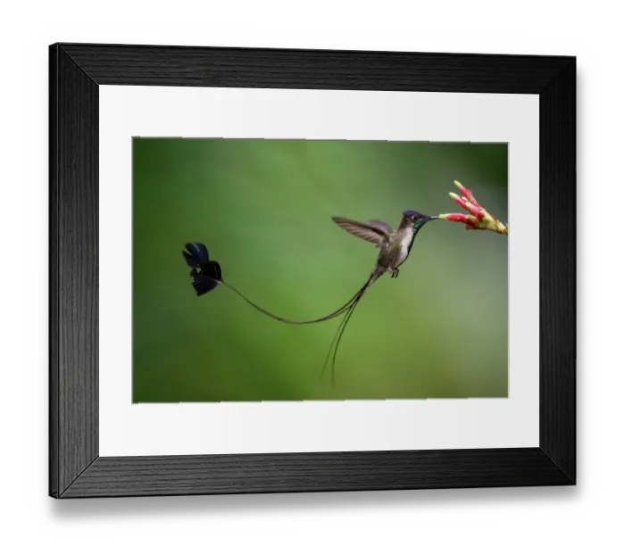 Framed Print : Marvellous spatuletail hummingbird (Loddigesia mirabilis) male nectaring on flower, Huembo Lodge, Peru. Endangered Framed Print : Marvellous spatuletail hummingbird (Loddigesia mirabilis) male nectaring on flower, Huembo Lodge, Peru. Endangered