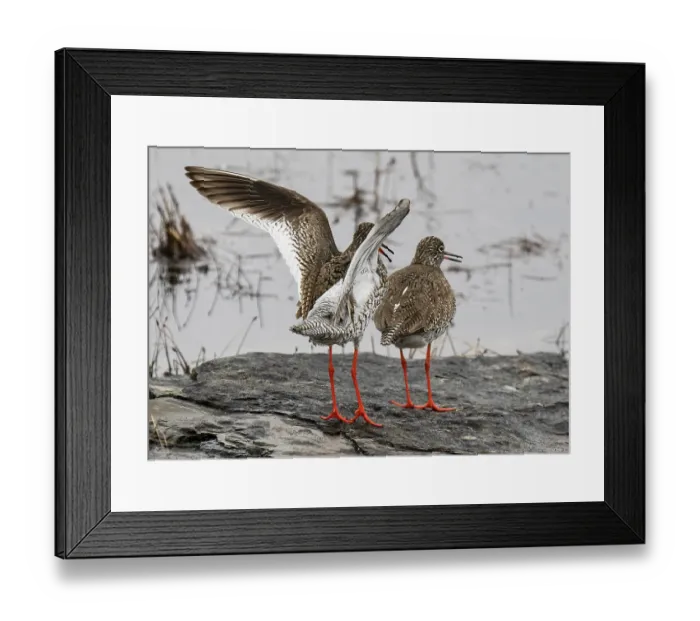 Framed Print : Common redshanks (Tringa totanus) pair, male courtship display to female on a rock by ice meltwater, Trollholmsundet, Porsanger Fjord, Finnmark, Norway Framed Print : Common redshanks (Tringa totanus) pair, male courtship display to female on a rock by ice meltwater, Trollholmsundet, Porsanger Fjord, Finnmark, Norway