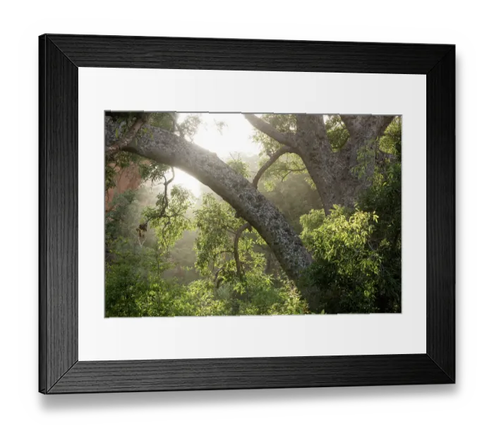 Framed Print : Sunlight through dry tropical forest near the Arch of Kamadjan, Mali. October, 2017 Framed Print : Sunlight through dry tropical forest near the Arch of Kamadjan, Mali. October, 2017
