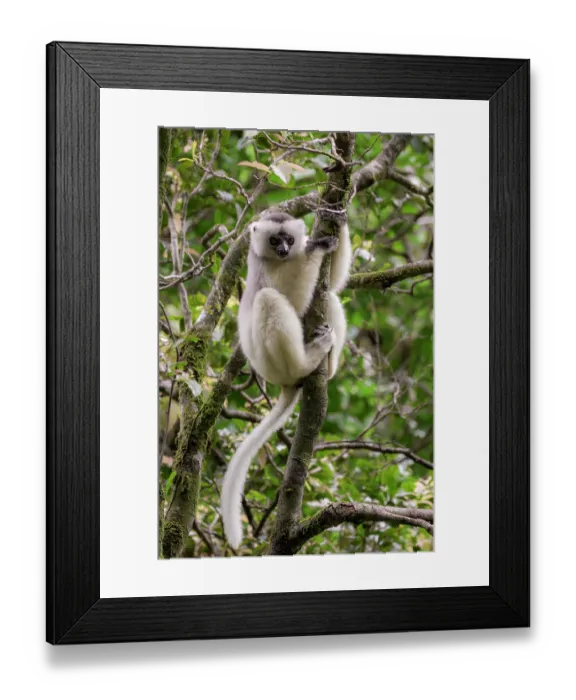 Framed Print : RF - Silky sifaka (Propithecus candidus) sitting in a tree, Marojejy National Park, Madagascar. Critically endangered Framed Print : RF - Silky sifaka (Propithecus candidus) sitting in a tree, Marojejy National Park, Madagascar. Critically endangered