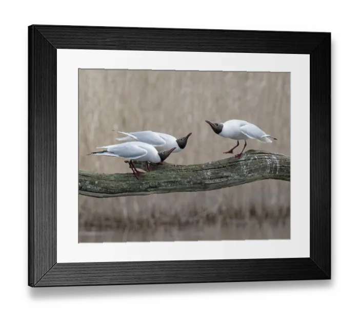 Framed Print : Black-headed gulls (Larus ridibundus) pair being intimidated by an encroaching male, Cherine Nature Reserve, La Brenne, France. April Framed Print : Black-headed gulls (Larus ridibundus) pair being intimidated by an encroaching male, Cherine Nature Reserve, La Brenne, France. April