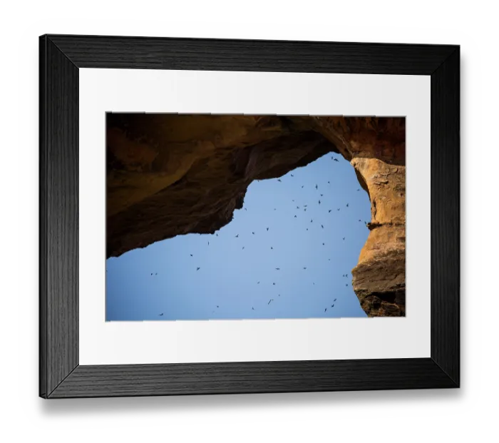 Framed Print : Preuss's cliff swallows (Petrochelidon preussi) flock flying under the Arch of Kamadjan, Mali Framed Print : Preuss's cliff swallows (Petrochelidon preussi) flock flying under the Arch of Kamadjan, Mali