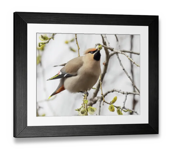 Framed Print : Bohemian waxwing (Bombycilla garrulus) perched in tree feeding on willow buds, Pokka, Lapland, Finland. May