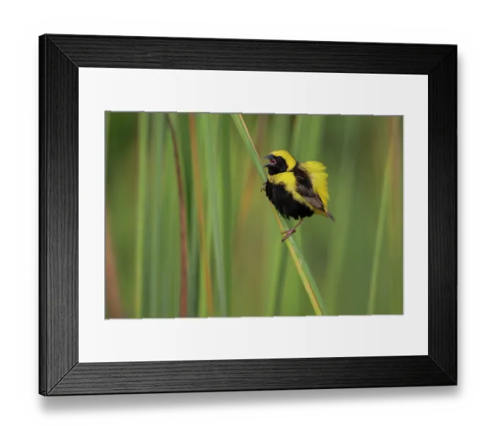 Framed Print : RF - Yellow-crowned bishop (Euplectes afer) male, perched among reeds displaying with backfeathers erected, Allahein river, The Gambia Framed Print : RF - Yellow-crowned bishop (Euplectes afer) male, perched among reeds displaying with backfeathers erected, Allahein river, The Gambia