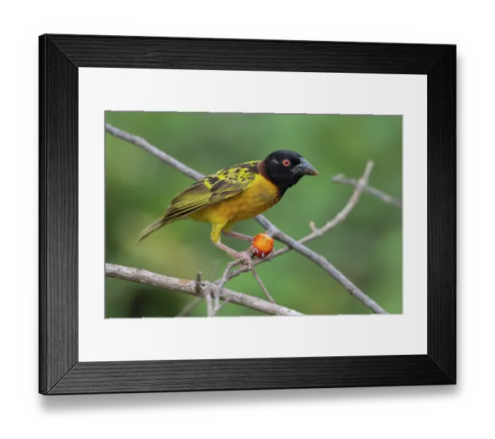 Framed Print : Village weaver (Ploceus cucullatus) male, perched on branch eating palm fruit, Allahein river, The Gambia Framed Print : Village weaver (Ploceus cucullatus) male, perched on branch eating palm fruit, Allahein river, The Gambia