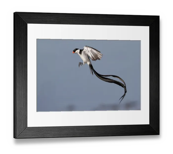 Framed Print : Pin-tailed whydah (Vidua macroura) male in display flight, Allahein river, The Gambia Framed Print : Pin-tailed whydah (Vidua macroura) male in display flight, Allahein river, The Gambia