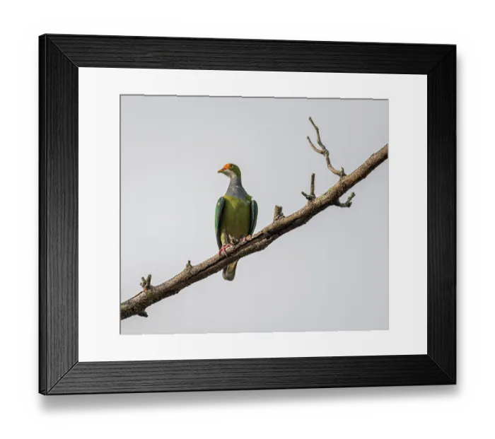 Framed Print : Orange-fronted fruit dove (Ptilinopus aurantiifrons) perched on branch, Pacific Adventist University, near Port Moresby, Papua New Guinea