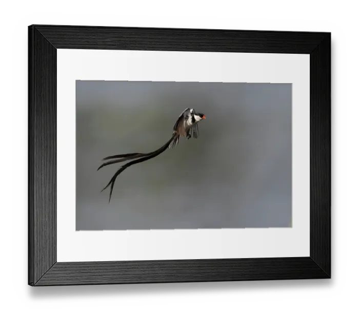 Framed Print : Pin-tailed whydah (Vidua macroura) male in display flight, Allahein river, The Gambia Framed Print : Pin-tailed whydah (Vidua macroura) male in display flight, Allahein river, The Gambia