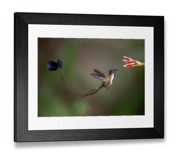 Framed Print : Marvellous spatuletail hummingbird (Loddigesia mirabilis) male nectaring on flower, Huembo Lodge, Peru. Endangered Framed Print : Marvellous spatuletail hummingbird (Loddigesia mirabilis) male nectaring on flower, Huembo Lodge, Peru. Endangered