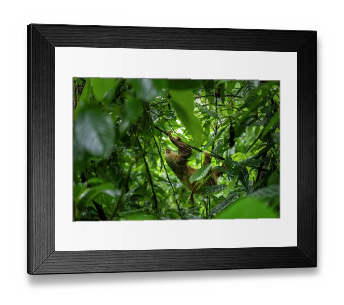 Framed Print : Hoffmann's two-toed sloth (Choloepus hoffmanni) hanging on electrical wires, Manzanillo, Limon, Costa Rica Framed Print : Hoffmann's two-toed sloth (Choloepus hoffmanni) hanging on electrical wires, Manzanillo, Limon, Costa Rica