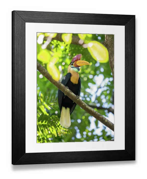 Framed Print : Knobbed hornbill (Rhyticeros cassidix) perched on branch, Tangkoko, Sulawesi, Indonesia Framed Print : Knobbed hornbill (Rhyticeros cassidix) perched on branch, Tangkoko, Sulawesi, Indonesia