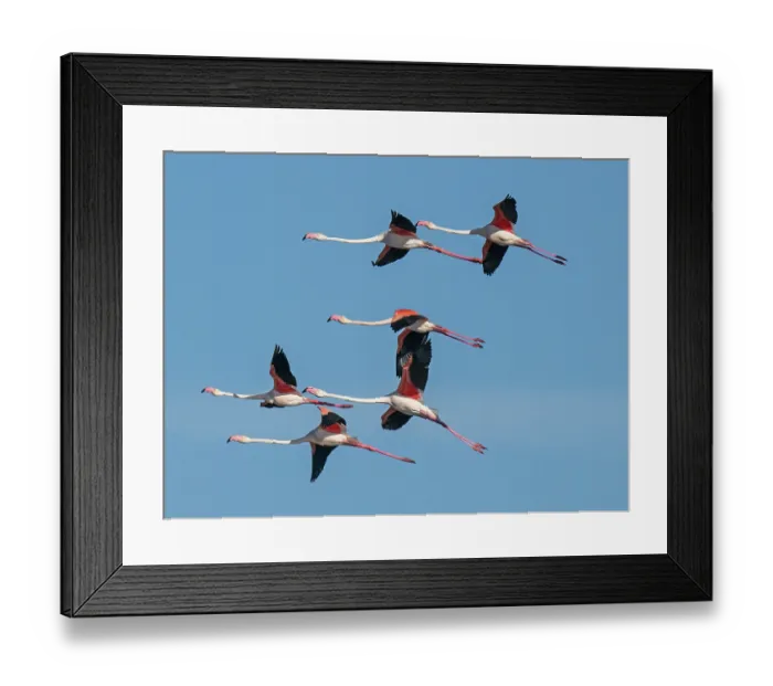 Framed Print : RF - Greater flamingos (Phoenicopterus roseus) small flock in flight against a blue sky, Olhao Saltpans, Faro, Algarve, Portugal. April Framed Print : RF - Greater flamingos (Phoenicopterus roseus) small flock in flight against a blue sky, Olhao Saltpans, Faro, Algarve, Portugal. April